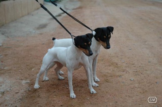 curro y curiosa